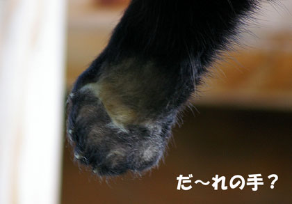 円山動物園　レッサーパンダ