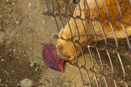 紅葉した葉