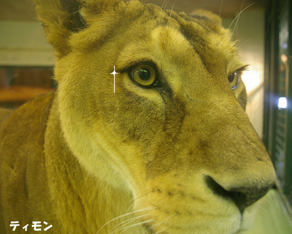 円山動物園　ライオン