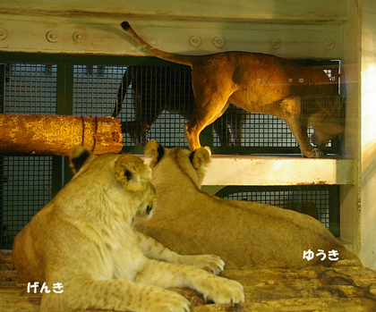 円山動物園　ライオン