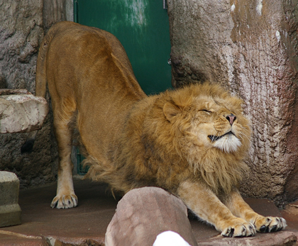 円山動物園　ライオン