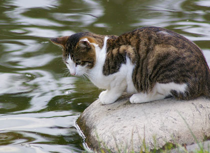 池猫