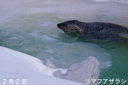 円山動物園　海獣舎