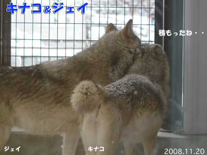 円山動物園 シンリンオオカミ