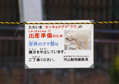 円山動物園 ホッキョクグマ ララ