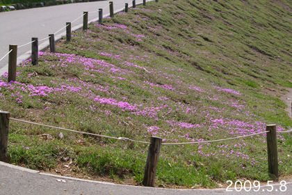 芝桜