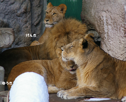 円山動物園 ライオン