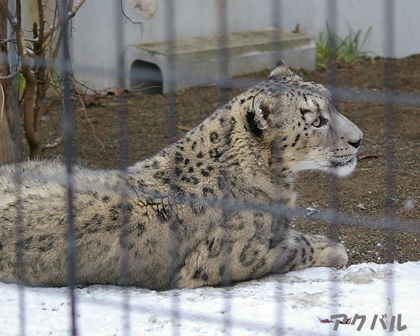 雪すくない