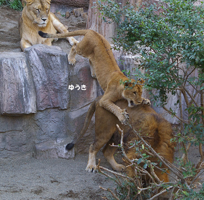 円山動物園 ライオン