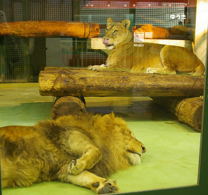 円山動物園　ライオン