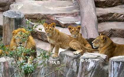 円山動物園 ライオン