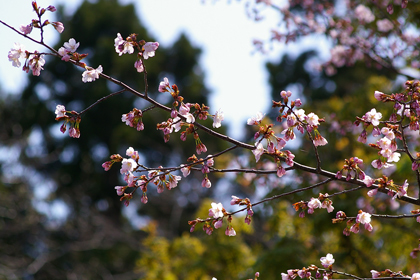 桜