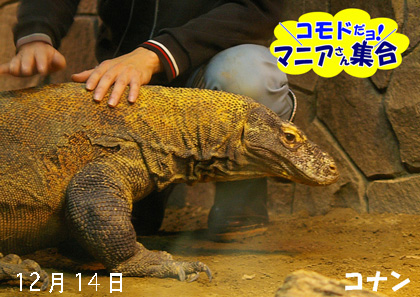 円山動物園 コモドドラゴン