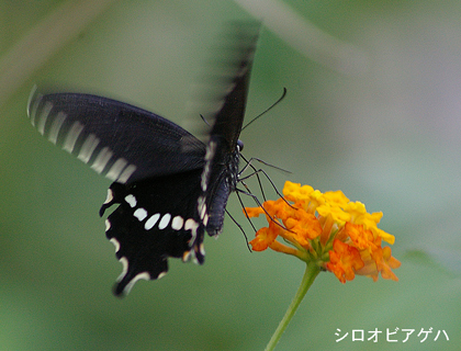 アゲハ