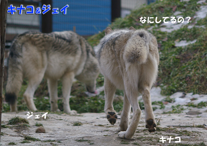 円山動物園-シンリンオオカミ