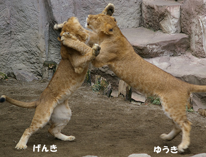 円山動物園 ライオン