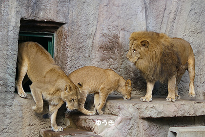 円山動物園 ライオン