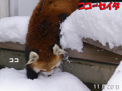 円山動物園 レッサーパンダ