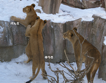 円山動物園　ライオン