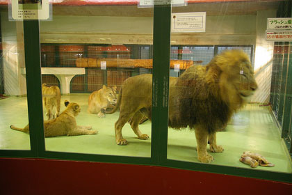 円山動物園 ライオンの成長日記