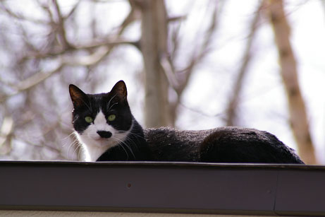 猫