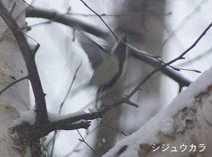 シジュウカラ