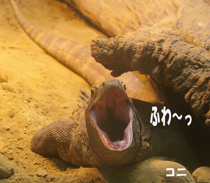 コモドドラゴン　親