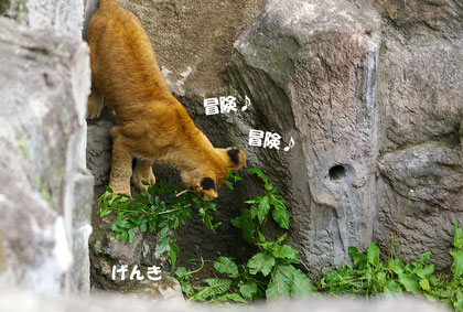 冒険