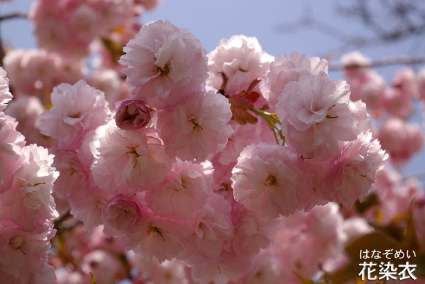 花染井