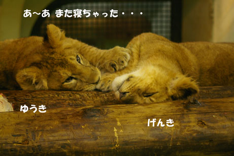 また寝ちゃった