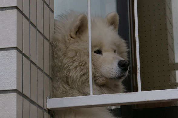 犬