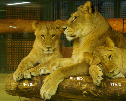 円山動物園　ライオン