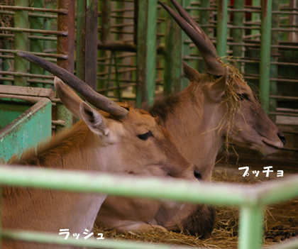 初産