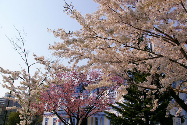 桜と豊平