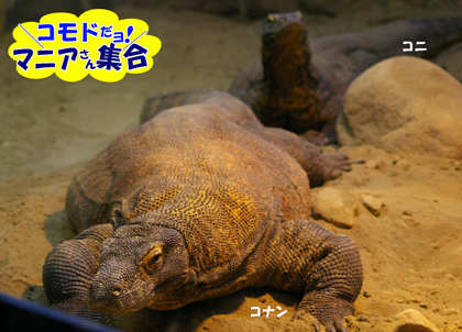 円山動物園 コモドドラゴン