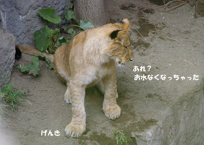 円山動物園 ライオン