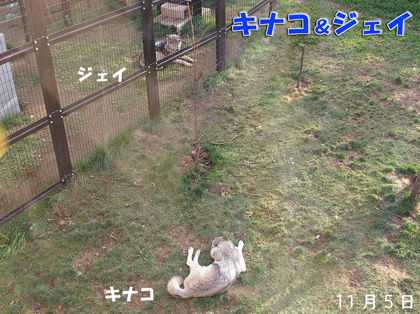 円山動物園 シンリンオオカミ