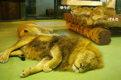 円山動物園 ライオン