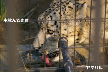 水飲んでます