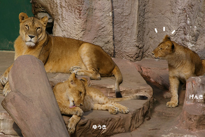 円山動物園 ライオン