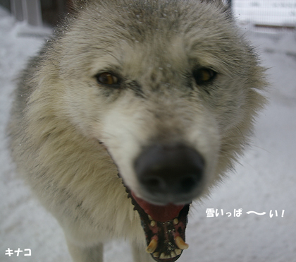 雪いっぱ～い