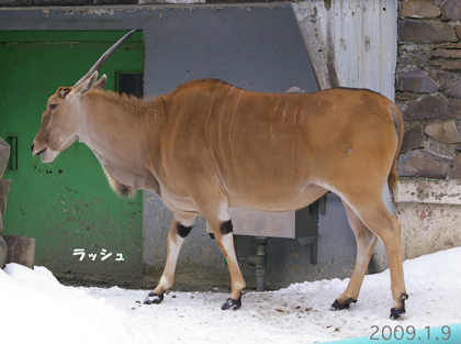 ラッシュ