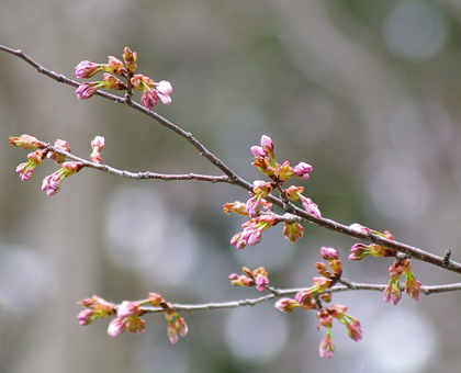 桜