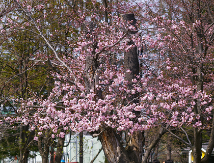 桜