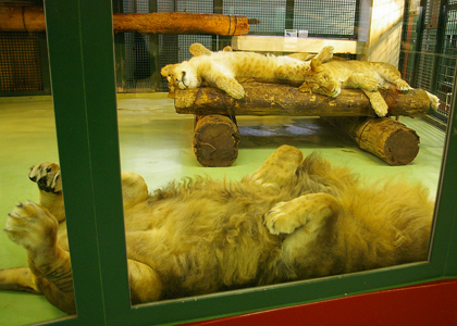 円山動物園　ライオン