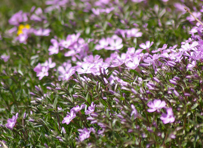 芝桜