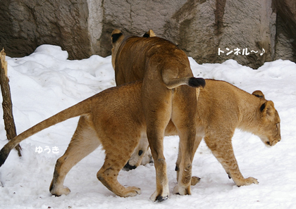 トンネル