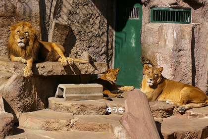 円山動物園 ライオン