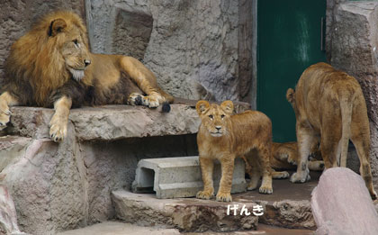 円山動物園 ライオン