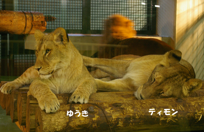 円山動物園　ライオン